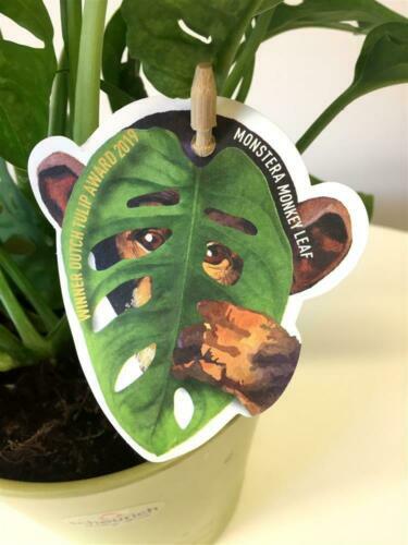 Monstera Deliciosa albo Variegata Stecklinge | eBay.de