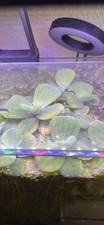 Dwarf Water Lettuce Aquarium Plant Fresh Water, 10 Leaves