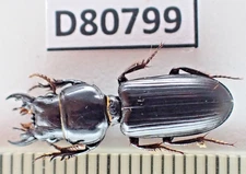 D80799. Insects, Beetles, Carabidae sp. Vietnam South