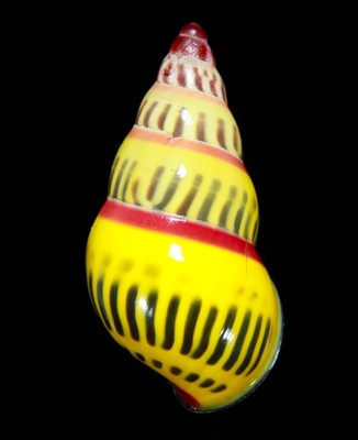 LAND SNAIL, SHELL - Amphidromus huberi- VERY RARE RED SUBSUTURE, GEM, BIG 33.1MM