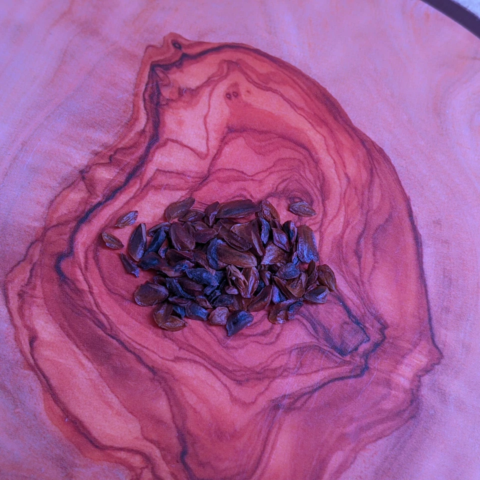 Cryptomeria japonica (Japanese Cedar) 30 Tree Seeds | Outdoor Garden Bonsai | UK - Image 2 of 2