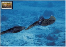 Biżuteria kalmary 1.2