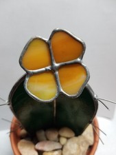 Stained Glass Orange Flowering Cactus