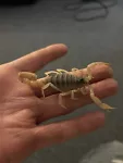 LIVE)Giant Desert Hairy Scorpion((hadrurus arizonensis And Possible Sub Species)