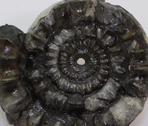 Ammonite, Echioceras rarostatum, Giura, Sinemur, Charmouth, Dorset, Regno Unito -L119 - Foto 2 di 7
