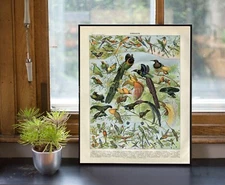 POSTER PRINT Larousse Unusual Birds Hummingbirds Lyre Bird Milot
