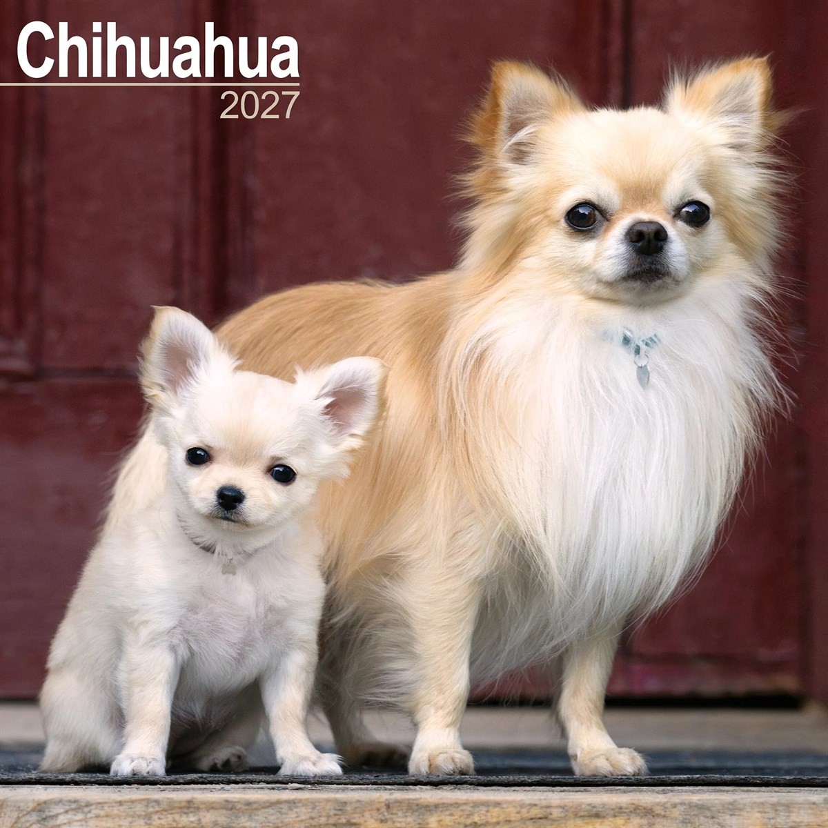 Chihuahua Calendar 2027, Wall Calendars, Month To View, Dogs, Gift