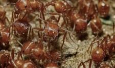 60-Live Red Harvester Ants - Perfect For Ant Farms   