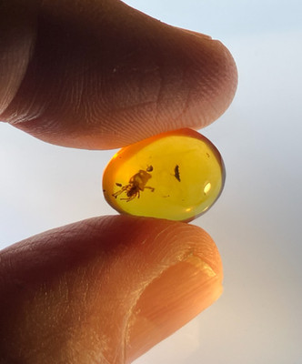 A101 BU3450 Spider in nice authentic Burmese Amber Burmite 99 mya