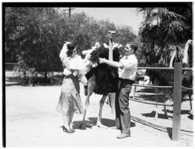 #ad Man And A Woman Removing A Feather From An Ostrich In Lincoln Par Old Photo AU $8.50