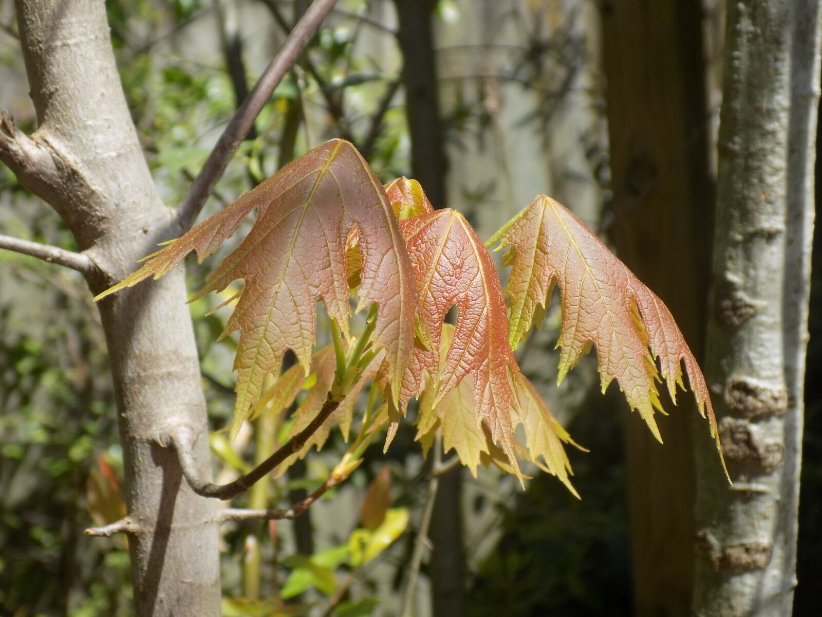Silver Maple tree seed ling (acer saccharinum) landscape bonsai green yellow eBay