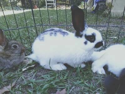 jodies giant bunnies