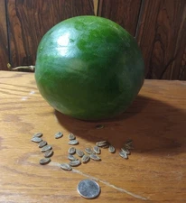 Watermelon Seeds 50 ct Zones 3-9 Collected 2025