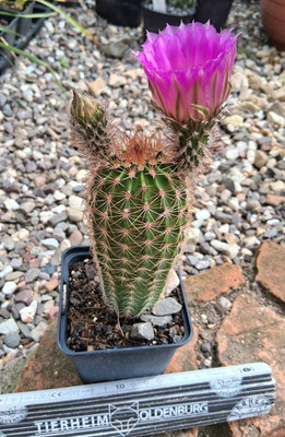 ES34 genau dieser: Echinocereus reichenbachii sehr winterhart Kaktus Kakteen