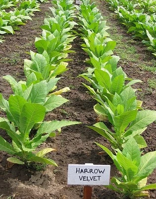 Tabaksamen Harrow Velvet Zigaretten Pfeifen Tabak - Bild 1 von 4