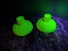 Fenton Water Lily Uranium Custard Glass Candlestick Holder, w/ Original Sticker