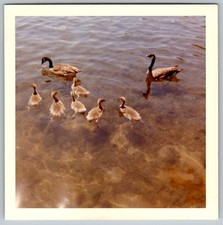 Vtg Color Snapshot Family Of Canada Geese With Goslings Swimming In Lake 1962