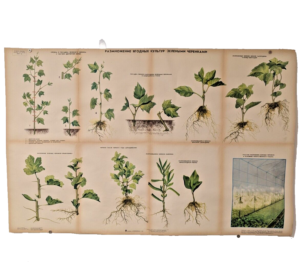 🌻 Plant Vintage Poster 1985 🌿 Soviet Boho Style 🌳 berry plant propagation