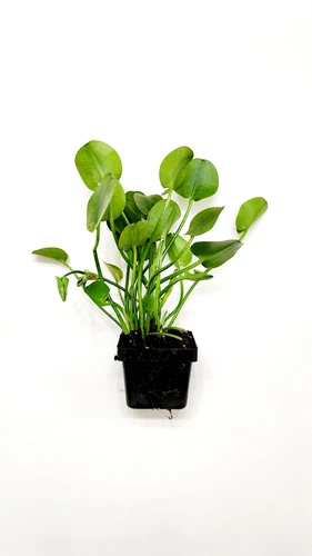 Water Poppy Pond Plant - Thumbnail 2