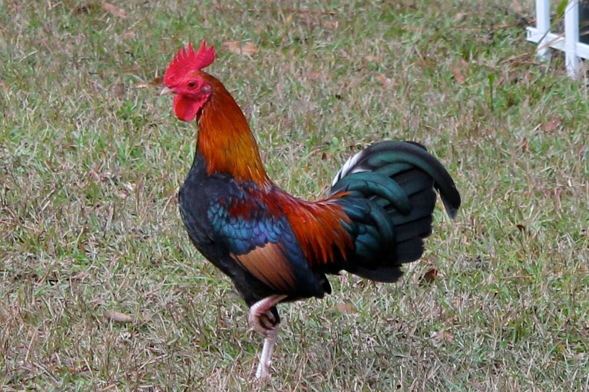 18 Bantam Gamefowl Hatching Egg's Assorted Pure Hatching Egg's eBay