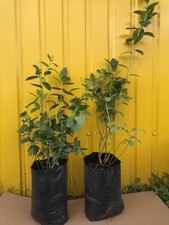 Elliots Blueberry Bushes Live Rooted 4 Per Order