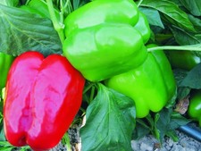 Pepper Bell Plug Plants Grow Your Own Vegetables Ready to Plant Now