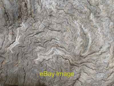 Foto 6x4 verwitterte Eiche Maser High Wood Richmond Park Makro Ansicht der Co c2013