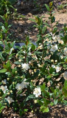 COMMON MYRTUS 'Myrtus Communis' plant