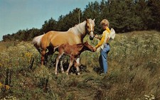 Palomino Horse Mare Foal Cute Family Western Riding Cowboy Vtg Postcard M6
