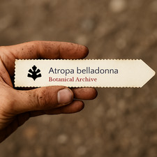 Atropa belladonna | Deadly Nightshade | 10 SEEDS - Deadly