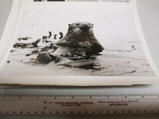 ABC TV show promo photo 1972 UNDERSEA WORLD JACQUES COUSTEAU sea otter