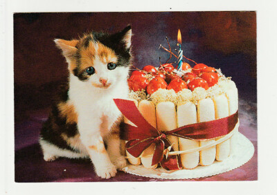 Chaton Carte Postale N 143 Gateau D Anniversaire Ebay