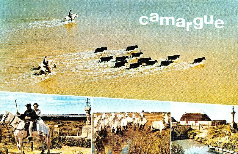 CARTE EN CAMARGUE Dans le marais au soleil couchant Gardian sur son cheval EUR 5,00 - FR