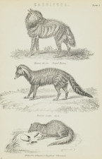 Original Antique 1870 Victorian Engraving Print Carnivora STRIPED HYENA EGYPTIAN