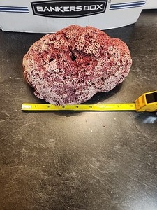 Red Coral Reef Chunk