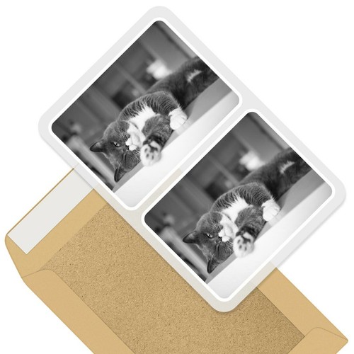 2 x Rectangle Stickers 7.5cm BW - Grey & White British Shorthair Cat ...