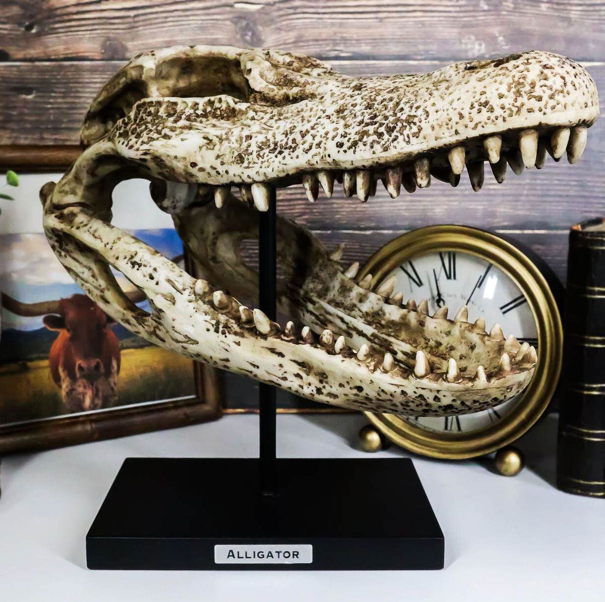 13&quot; Wide Replica Animals Alligator Skeleton Skull Fossil Resin 