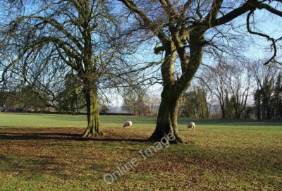 Foto 6x4 Newark Park Ozleworth zwei Bäume und zwei Schafe im Osten pa c2010