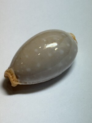 Cypraea Limacina Facifer 26.67 mm Gem Mary Sound Island, Solmon Islands