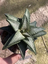 Haworthia Hybrid Kintaikyo Succulent Plant Home Garden Beautiful Plant 5-8CM