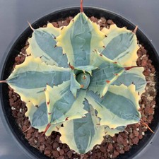 Pianta di Agave Succulenta 8CM Agave Parrasana Raiko Nishiki Variegata Casa Giardino