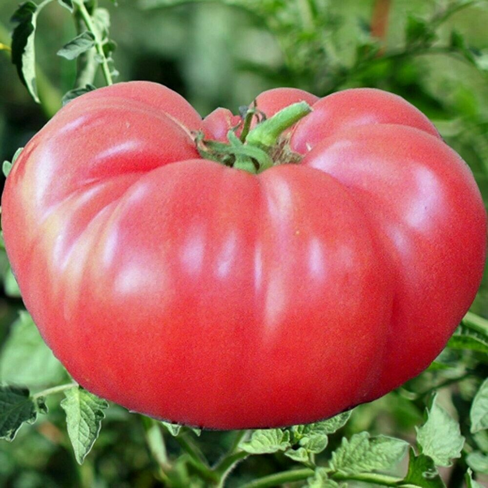 Pink Brandywine Tomato Seeds Non-GMO Organic Heirloom Variety High-Yield Home Garden Planting