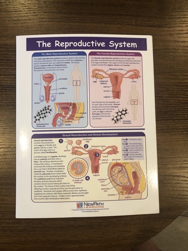 The Reproductive System laminated educational - Foto 4 di 16