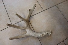 kanadischer Hirsch Abwurfstangen Geweihstange Geweih Kanada Horn