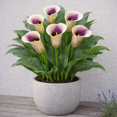 prayer plant sun Maranta Prayer Lemon Lime – Horti main image 1
