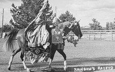 Arabian Horse Rainbow Razeyd - Reprint