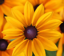Rudbeckia hirta (Black Eyed Susan Yellow Coneflower) Seeds ?Flowers Plant Garden