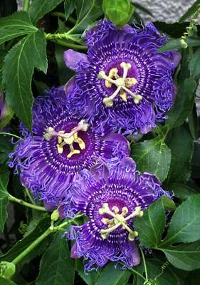 SEEDVILLE USA 10 Purple PASSION FLOWER Passion FRUIT Granadilla Passiflora Incarnata Vine Seed