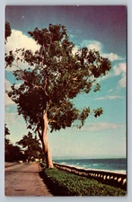 Postcard California Santa Barbara Ocean Front Pacific Eucalyptus Tree  D385