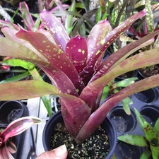 BUY 4 SAVE 20% BROMELIAD Neoregelia PAUC-A-WOW Offset - Colorful Miniature Growe